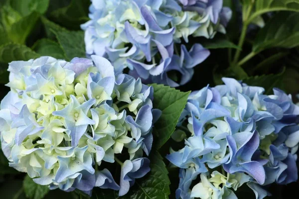 Bonita Planta Hortensia Com Flores Azuis Claras Close — Fotografia de Stock
