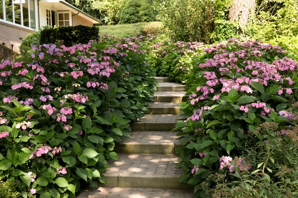 Pathway Beautiful Hydrangea Shrubs Violet Flowers Outdoors — Stock Photo, Image