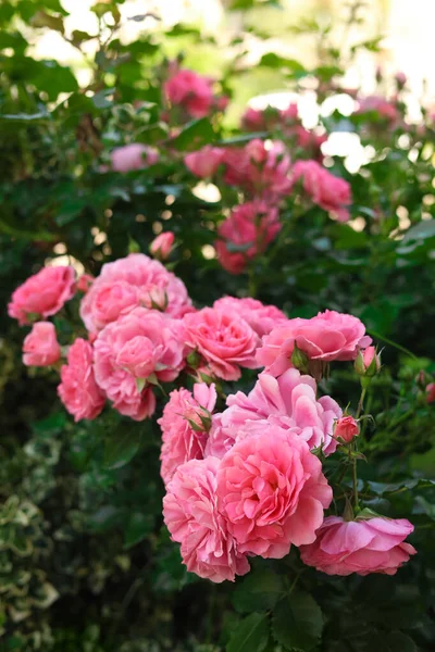 Schöne Blühende Rosensträucher Freien Sonnigen Tagen — Stockfoto