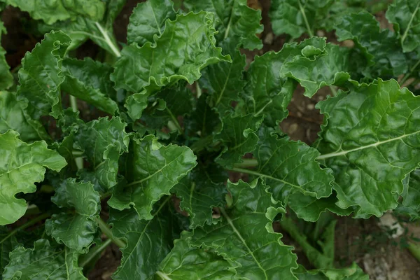 美丽的甜菜种在田里 俯瞰上方 — 图库照片