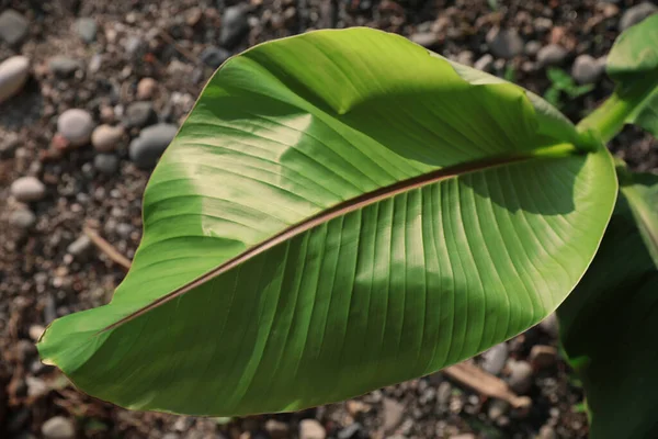 Крупним Планом Вид Зелений Лист Банана Відкритому Повітрі — стокове фото