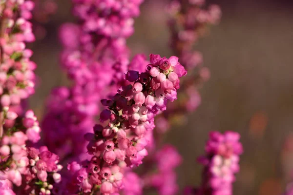 Heather Shrub Beautiful Blooming Flowers Outdoors Sunny Day Closeup — Stock Photo, Image