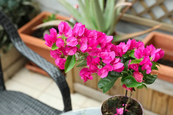 Hermosa Maceta Planta Tropical Con Flores Color Rosa Aire Libre — Foto de Stock