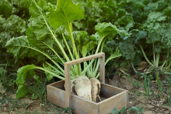 Fresh white beet plants in wooden crate outdoors