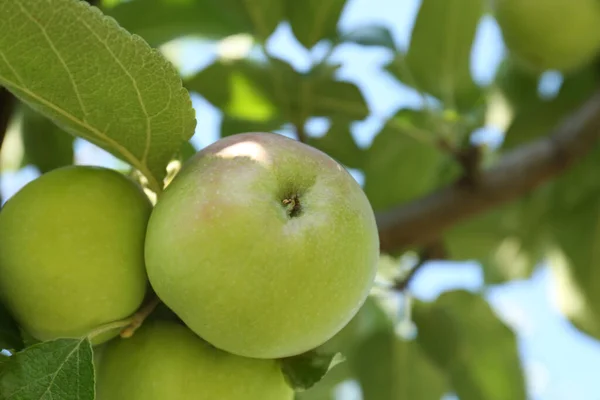 Fresh Ripe Apples Tree Branch Closeup Space Text — Fotografia de Stock