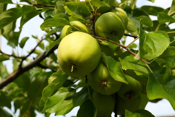 Zielone Jabłka Liście Gałęzi Drzewa Ogrodzie Widok Niskiego Kąta — Zdjęcie stockowe