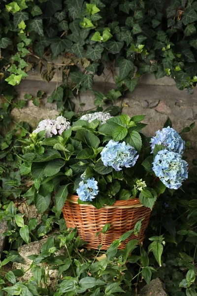 Hermosas Plantas Hortensia Flor Canasta Mimbre Aire Libre — Foto de Stock