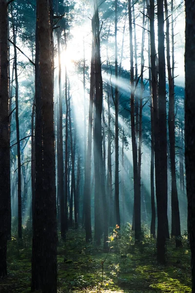 아침에 사이로 이비치는 삼림의 — 스톡 사진