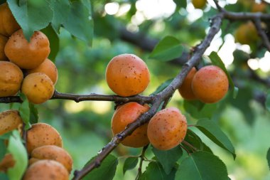 Açık havada tatlı olgun kayısıları olan ağaç dalı, yakın çekim manzarası.