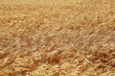 Olgun buğday başaklarıyla tarımın güzel manzarası