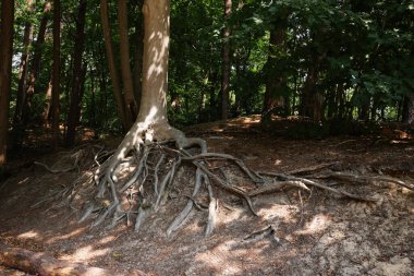 Tree roots visible through ground in forest