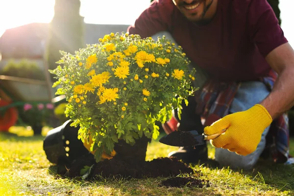Hombre Trasplantando Hermosas Flores Crisantemo Suelo Aire Libre Día Soleado — Foto de Stock