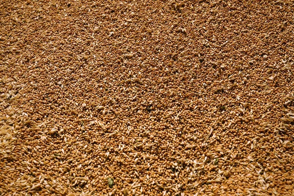 Haufen Weizenkörner Als Hintergrund Nahaufnahme — Stockfoto