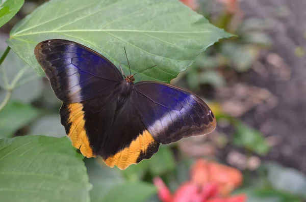 Όμορφη Κίτρινη Τεράστια Πεταλούδα Κουκουβάγιας Εξωτερικούς Χώρους Κοντινό Πλάνο Χώρος — Φωτογραφία Αρχείου