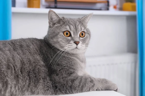 Lindo Escocés Recta Gato Acostado Blanco Mesa Casa — Foto de Stock