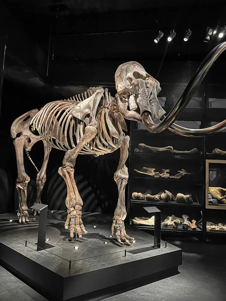Životní Velikost Kostry Mamuta Muzeu — Stock fotografie