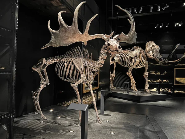 Σκελετοί Από Αρχαία Ελάφια Και Μαμούθ Στο Μουσείο — Φωτογραφία Αρχείου