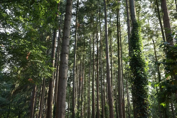 Bella Vista Alberi Verdi Nella Foresta — Foto Stock