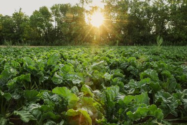 Güneşli bir günde tarlada büyüyen pancar bitkilerinin güzel manzarası