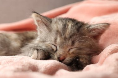 Tatlı kedi yavrusu yumuşak pembe battaniyede uyuyor.