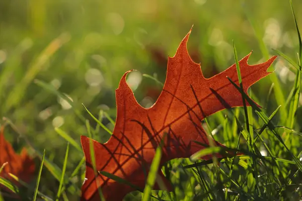 秋の晴れた日には緑の芝生の間で美しい落ち葉 クローズアップ — ストック写真
