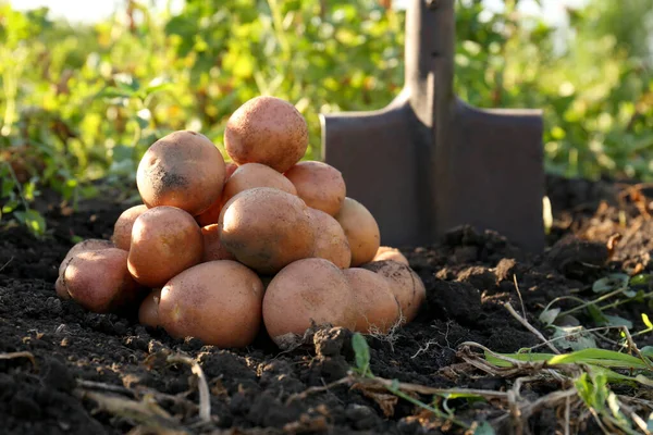 屋外の地面に熟したジャガイモとシャベルの山 — ストック写真
