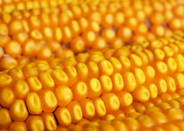 Delicious Ripe Corn Cobs Background Closeup — Stock Photo, Image