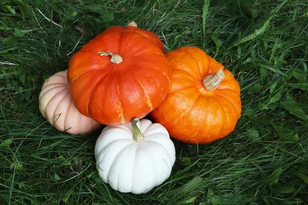 Many Ripe Pumpkins Green Grass Outdoors View — Stock Photo, Image