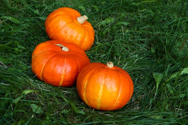 Viele Reife Orangefarbene Kürbisse Grünen Gras — Stockfoto