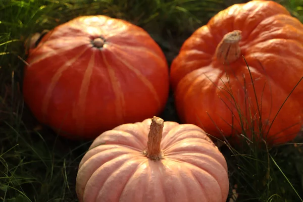 Whole Ripe Pumpkins Green Grass Outdoors Closeup — Stock Photo, Image