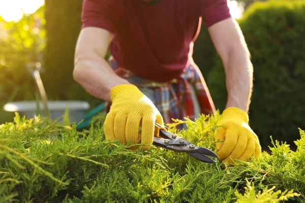 Homem Cortando Arbusto Livre Dia Ensolarado Close Tempo Jardinagem — Fotografia de Stock