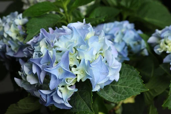 Gyönyörű Hortensia Növény Világoskék Virágok Közelkép — Stock Fotó