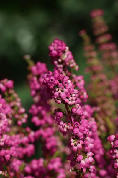 Heather Shrub Beautiful Blooming Flowers Outdoors Sunny Day Closeup — Stock Photo, Image