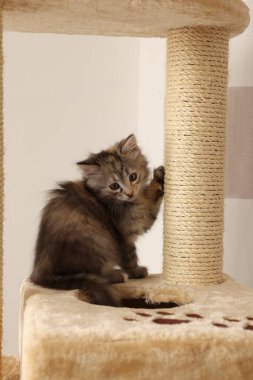 Evde kedi ağacında sevimli tüylü kedi yavrusu.