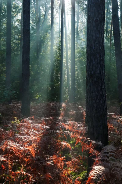 Majestuosa Vista Del Bosque Con Rayos Sol Brillando Través Los —  Fotos de Stock