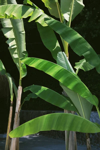 Рослини Банана Красивим Зеленим Листям Ростуть Тропічному Лісі — стокове фото
