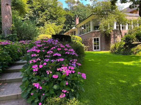 Pathway Beautiful Hydrangea Shrubs Violet Flowers Outdoors — Φωτογραφία Αρχείου