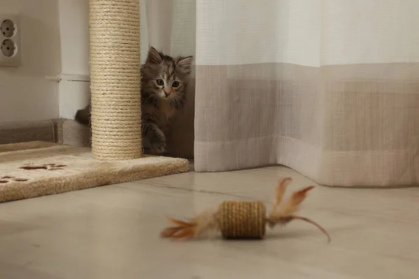 Cute fluffy kitten with toy near cat tree at home