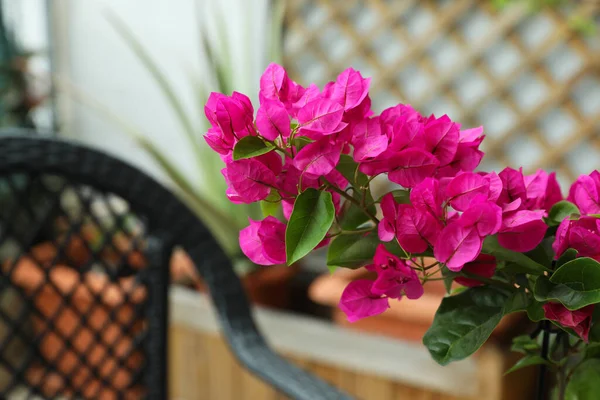 Hermosa Planta Tropical Con Flores Rosadas Aire Libre Primer Plano —  Fotos de Stock
