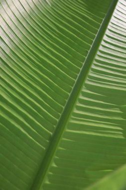 Arka plan olarak güzel yeşil palmiye yaprağı, yakın plan görünümü