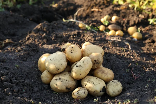 Stapel Verse Rijpe Aardappelen Grond Buiten — Stockfoto