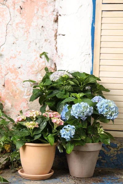 Vackra Blommande Hortensia Växter Krukor Utomhus Plats För Text — Stockfoto