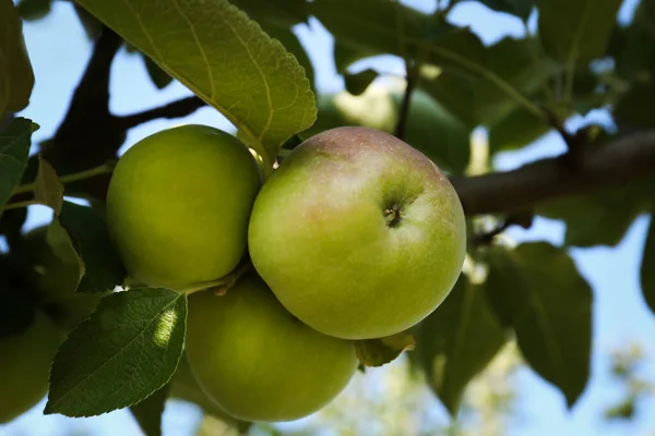 Μηλιά Φρέσκα Και Ώριμα Φρούτα Την Ηλιόλουστη Μέρα Κοντινό Πλάνο — Φωτογραφία Αρχείου