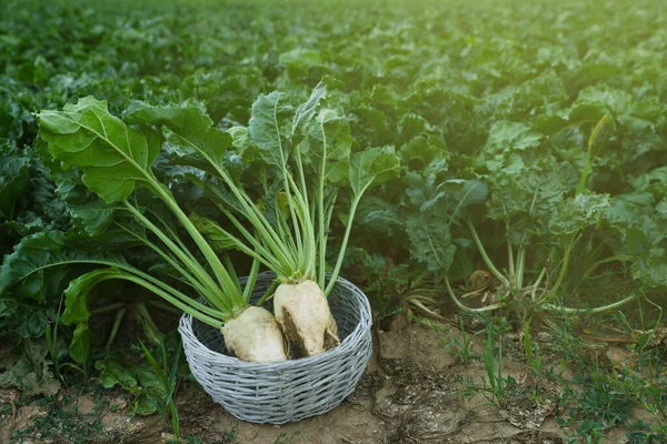 Fresh white beet plants in wicker basket outdoors, space for text