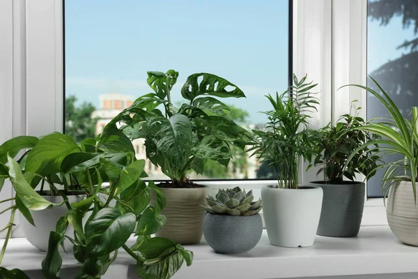 Different Beautiful Potted Houseplants Window Sill Indoors — Stok Foto