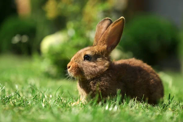 Милый Пушистый Кролик Зеленой Траве Открытом Воздухе Пространство Текста — стоковое фото