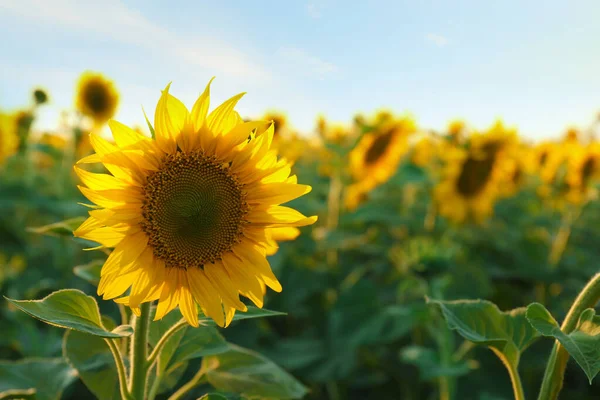 Vacker Blommande Solros Fältet Sommardagen Plats För Text — Stockfoto