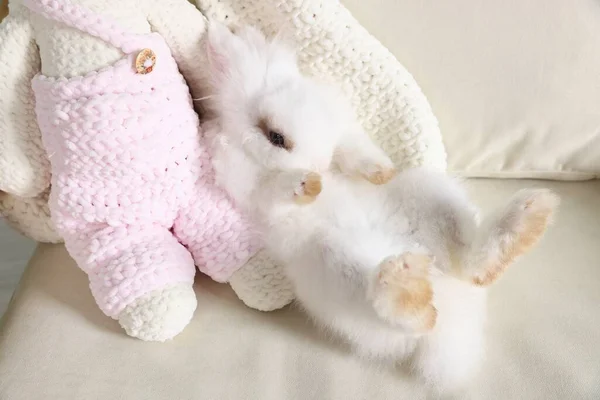 Conejo Blanco Esponjoso Sofá Linda Mascota — Foto de Stock