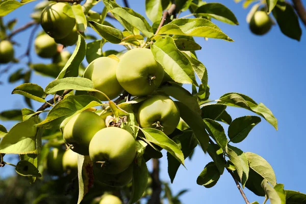 Apple Tree Fresh Ripe Fruits Sunny Day — Zdjęcie stockowe