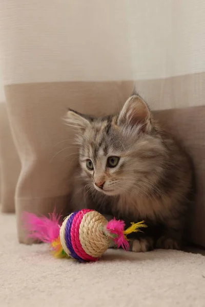 Cute fluffy kitten with toy near curtain at home